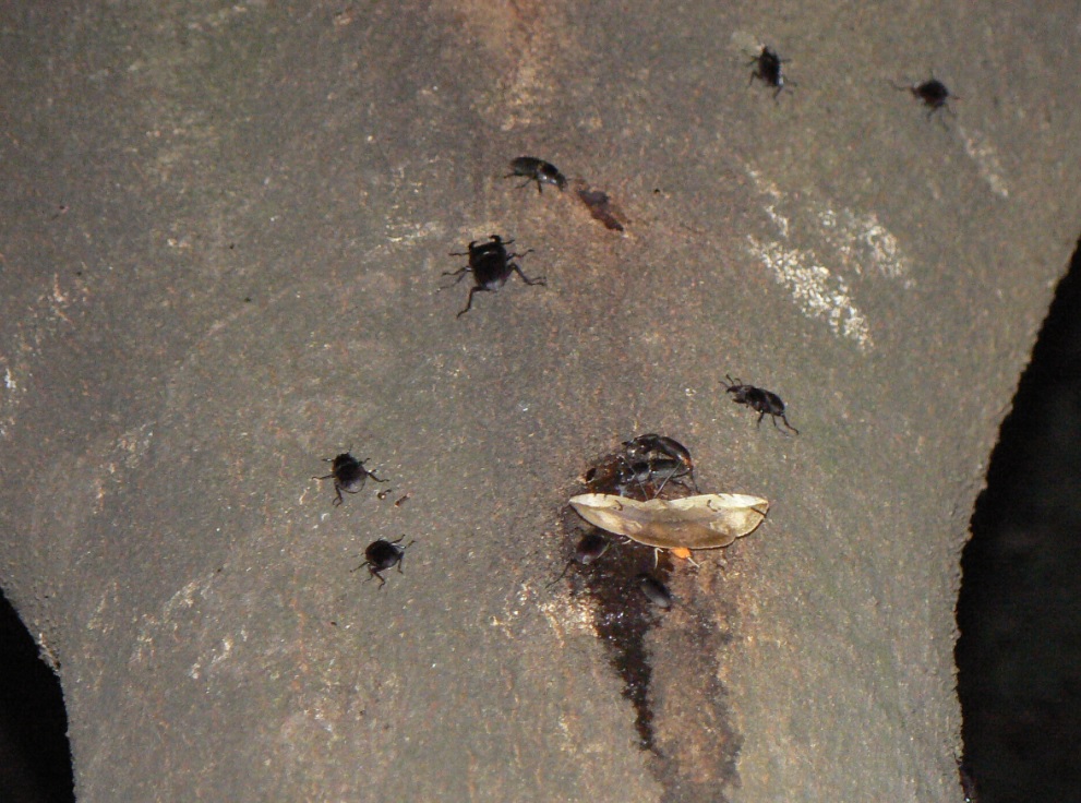 シラカシ_コクワガタ 11匹_200921ー18-55